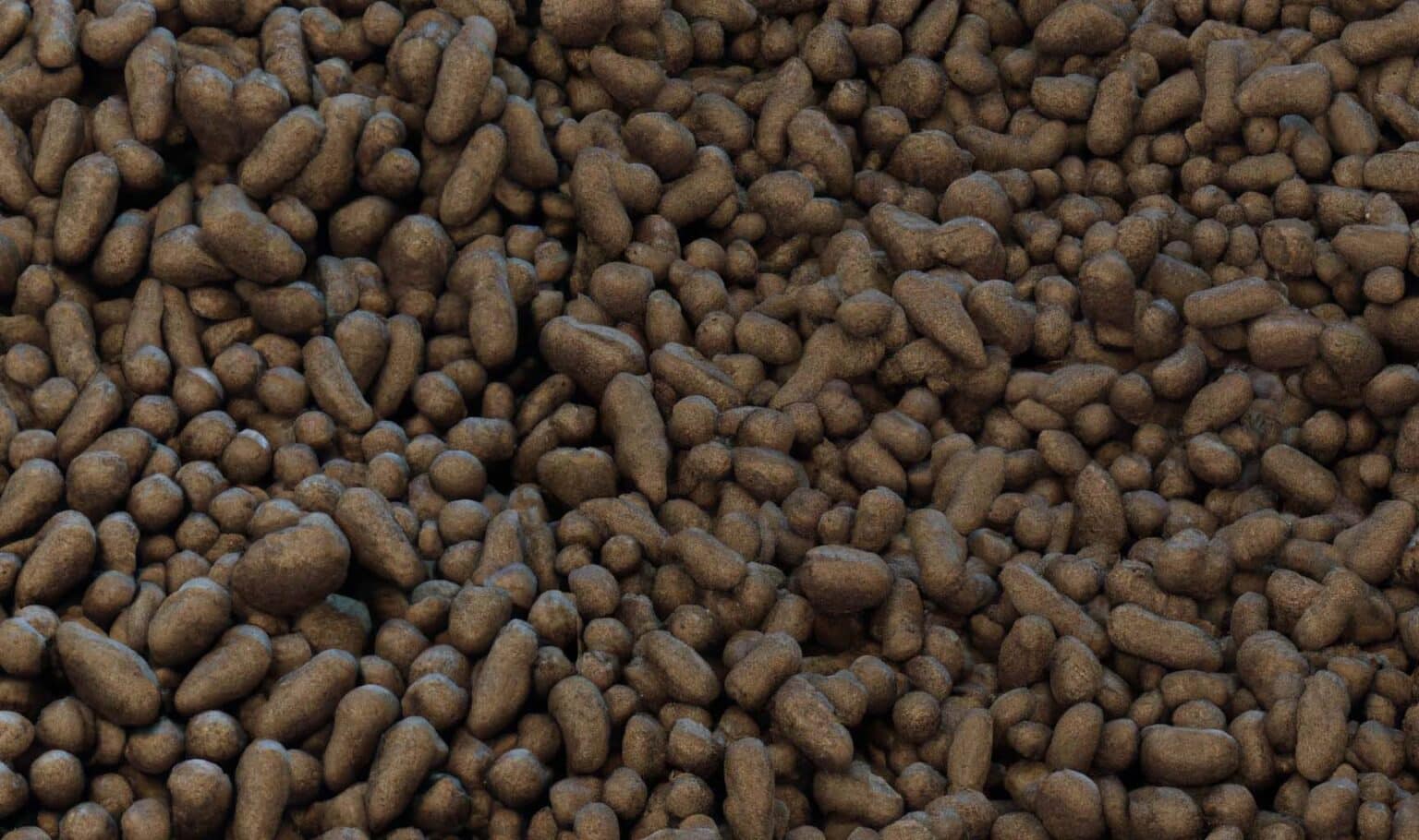 Rodent Cleanup and Disinfection in 2022 Wildlife Removal Services of