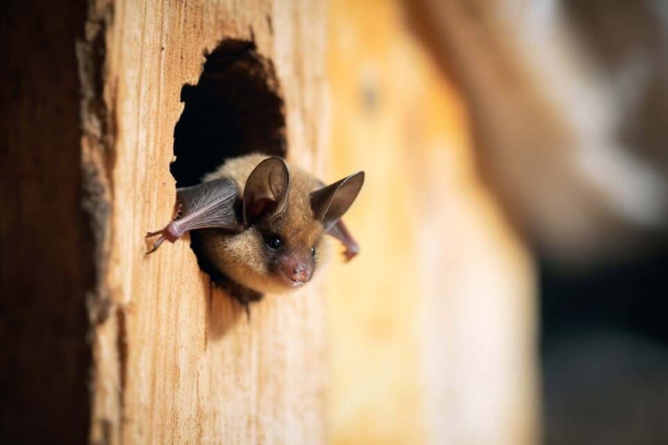 Bat Extermination and Cleanup Services A Comprehensive Guide for Homeowners